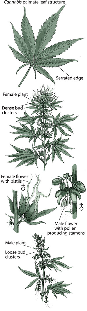Cannabis Botany