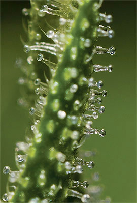 female cannabis medicinal use