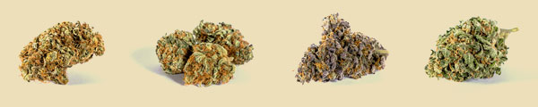 Cannabis bud sample