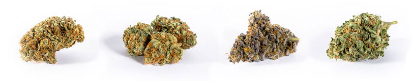 Cannabis bud sample