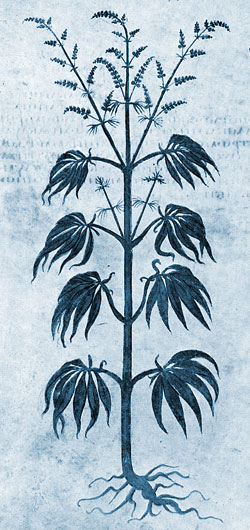 Cannabis cultivated for medicinal use